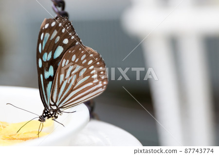 琉球淺木斑 琉球淺木斑 87743774