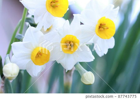 白水仙花開 87743775