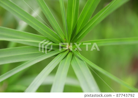 Green leaf of Umbrella plant or Flatsedge. 87743792