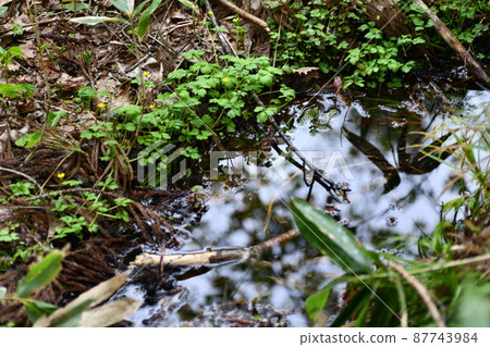 A spring stream in the mountains where the breath of life is beginning to emerge little by little A spring stream in the mountains where the breath of life is beginning to emerge little by little 87743984