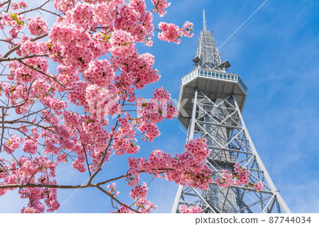 Spring Hisaya Odori Park, Kawazu Sakura and Chubu Electric Power Mirai Tower <Nagoya City, Aichi Prefecture> 87744034