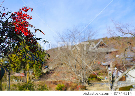 【瀨戶內33觀音聖地】岡山縣岡山市東區第10番明治寺院內和南天之果 【瀨戶內33觀音聖地】岡山縣岡山市東區第10番明治寺院內和南天之果 87744114