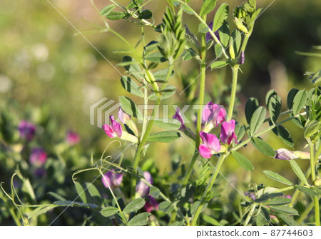 卡拉蘇諾豌豆 87744603