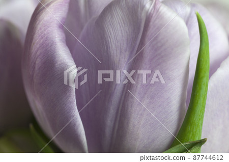 Tulip flower close up shot Tulip flower close up shot 87744612