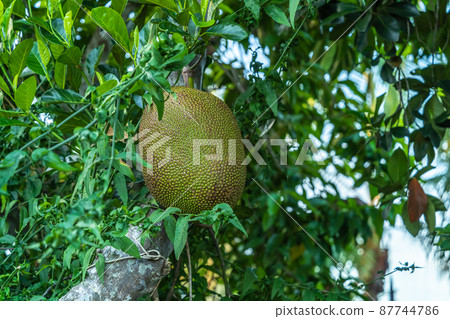young Jackfruit on the Jackfruit Tree is Asian summer fruits  in a garden background harvest thailand. 87744786