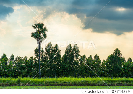 Scenic view landscape of sugar palm with field green grass with field cornfield in Asia country agriculture harvest with Puffy fluffy white clouds blue sky daylight background. 87744859