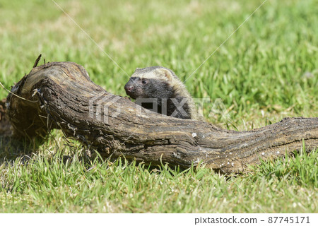 Little grison,Pampas, Patagonia, Argentina Little grison,Pampas, Patagonia, Argentina 87745171