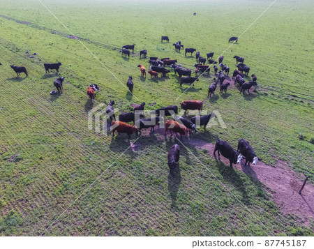 Beef production ,natural grass, Pampas, Argentina Beef production ,natural grass, Pampas, Argentina 87745187