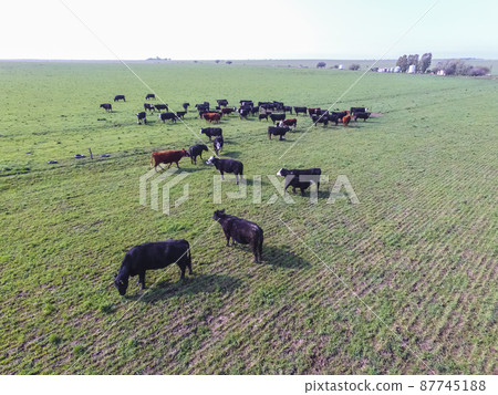 Beef production ,natural grass, Pampas, Argentina 87745188