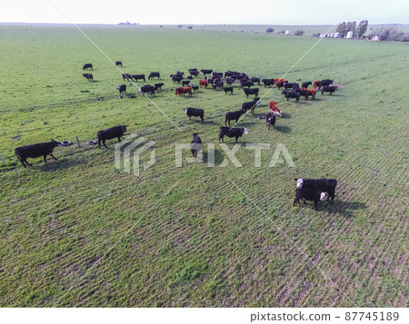 Beef production ,natural grass, Pampas, Argentina Beef production ,natural grass, Pampas, Argentina 87745189