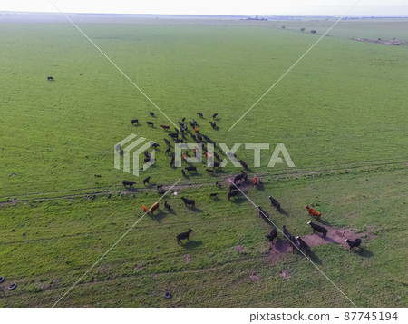 Beef production ,natural grass, Pampas, Argentina Beef production ,natural grass, Pampas, Argentina 87745194