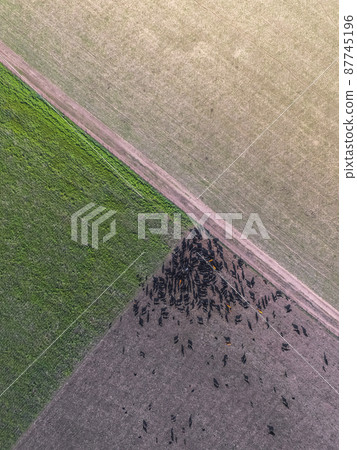 Beef production ,natural grass, Pampas, Argentina 87745196