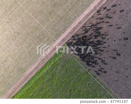 Beef production ,natural grass, Pampas, Argentina Beef production ,natural grass, Pampas, Argentina 87745197