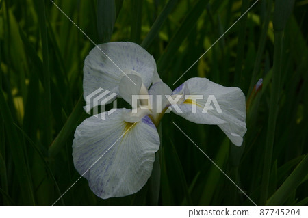 Iris Iris 87745204