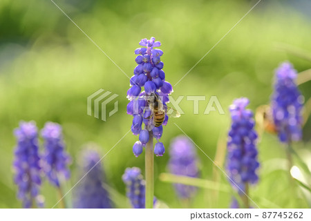 Bee on flowers in spring 87745262