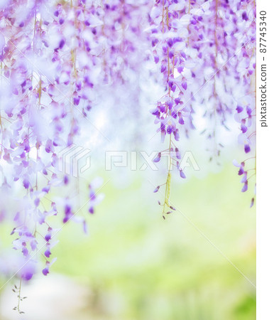 美麗的柔和紫藤花和背景散景 87745340