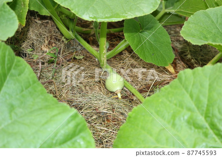 南瓜花，雌蕊，幼果 87745593