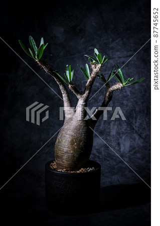 Pakipodium Grachyris Pakipodium Grachyris 87745652