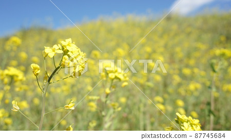 強姦開花 強姦開花 87745684