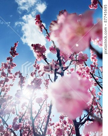 藍天和李子 藍天和李子 87745695