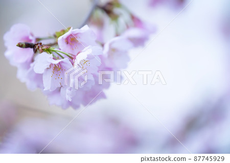 櫻花盛開 櫻花盛開 87745929