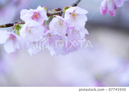 櫻花盛開 87745930