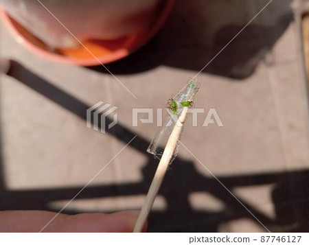 Aphids being exterminated at the tip of a toothpick Aphids being exterminated at the tip of a toothpick 87746127