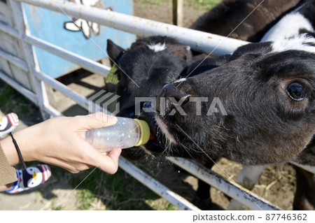 淡路島牧場的小牛擠奶體驗 87746362