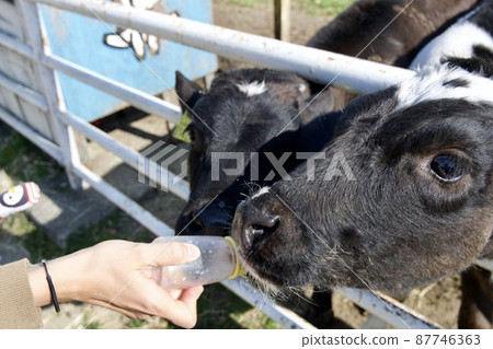 淡路島牧場的小牛擠奶體驗 87746363