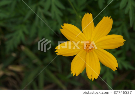  黃波斯菊 87746527