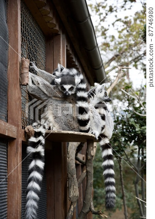 神戶動物王國的環尾狐猴 神戶動物王國的環尾狐猴 87746980