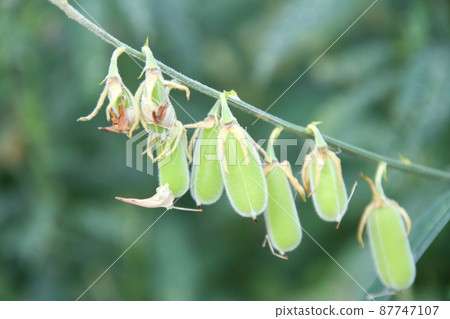 Young pods of Sunn Hemp. Young pods of Sunn Hemp. 87747107