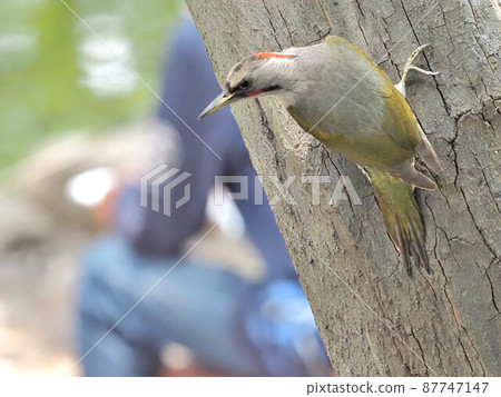日本綠色啄木鳥女性在公園 日本綠色啄木鳥女性在公園 87747147