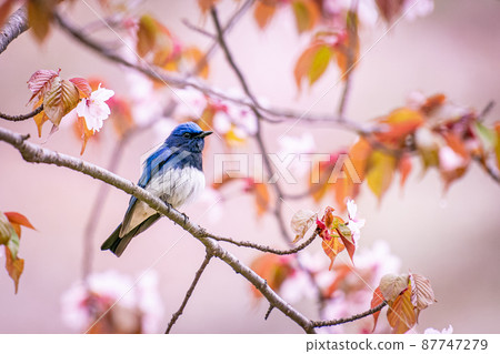Wild cherry blossoms and blue-and-white flycatchers Wild cherry blossoms and blue-and-white flycatchers 87747279