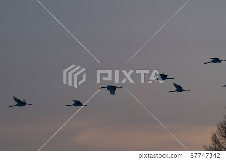 起重機回到了 87747342