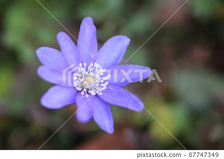 海葵pseudoaltaica 87747349