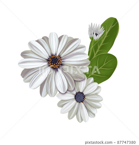 Beautiful white gerbera combination set without line drawing Beautiful white gerbera combination set without line drawing 87747380