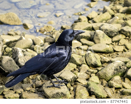 河石上的腐肉烏鴉 87747441