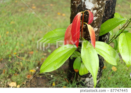 Cinnamon leaves and trunk. Cinnamon leaves and trunk. 87747445