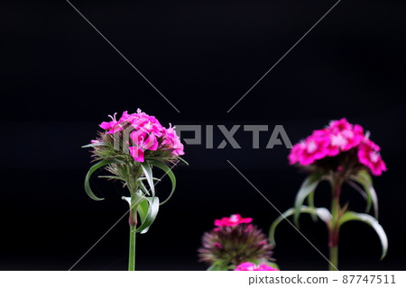 Pink dianthus blooming on a black background 87747511