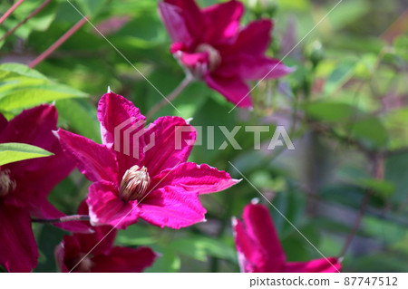 Magenta clematis 87747512