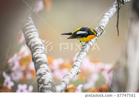 Ezoyama cherry and narcissus flycatcher Ezoyama cherry and narcissus flycatcher 87747581