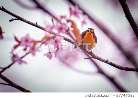 Ezoyama cherry and narcissus flycatcher Ezoyama cherry and narcissus flycatcher 87747582