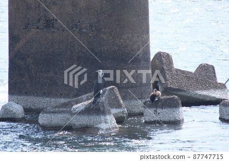 鸕鶿和cargamo 鸕鶿和cargamo 87747715