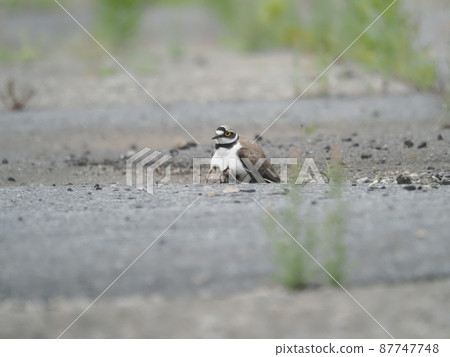 Little ringed plover in a vacant lot Young birds diving in the chest of a parent bird Little ringed plover in a vacant lot Young birds diving in the chest of a parent bird 87747748