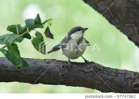 Great tit chicks in a city park 87747862