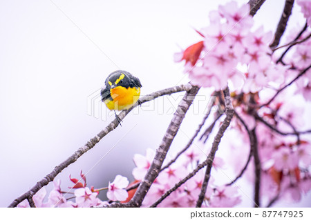 Wild cherry blossoms and narcissus flycatcher Wild cherry blossoms and narcissus flycatcher 87747925