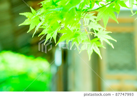 拍攝京都府京田邊市一休寺的新鮮綠色 拍攝京都府京田邊市一休寺的新鮮綠色 87747993