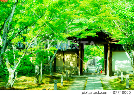 Photographing the fresh green of Ikkyuji Temple in Kyotanabe City, Kyoto Prefecture 87748000
