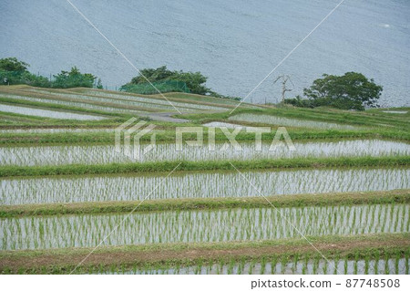 在福井縣小濱市田良洲拍攝的梯田 87748508